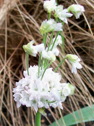 my new freak of nature (Armeria maritima (Armerie vulgaire))