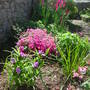 New planting.