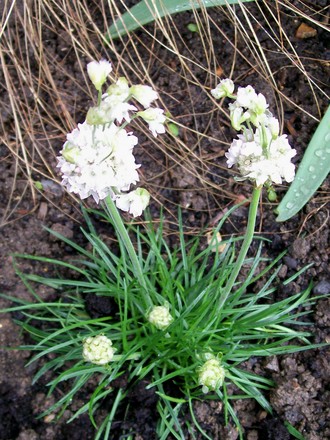 Armeria Freak! (Armeria maritima (Armerie vulgaire))