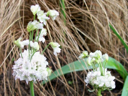 Double freakiness! (Armeria maritima (Armerie vulgaire))