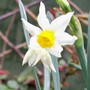 Narcissus 'Jack Snipe' (Narcissus)