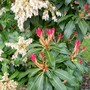 Flowers and new growth (Pieris japonica (Lily of the valley bush))