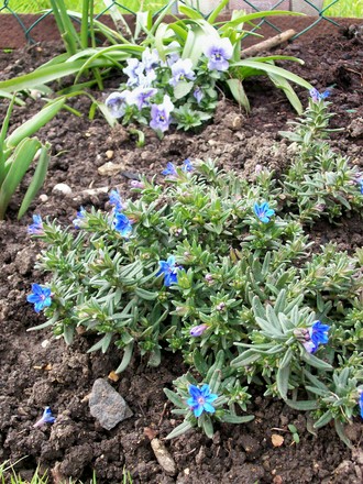 Beautiful Blues
