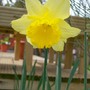 Fading bloom (Narcissus)