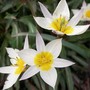 Little Spray Tulip (Tulipa turkestanica (Tulip))