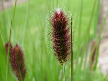 Pennisetum messiacum 'Red Buttons'