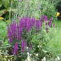 Salvia_june_071449