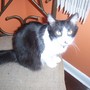 Sunshine the cat