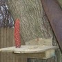 Squirrel feeder