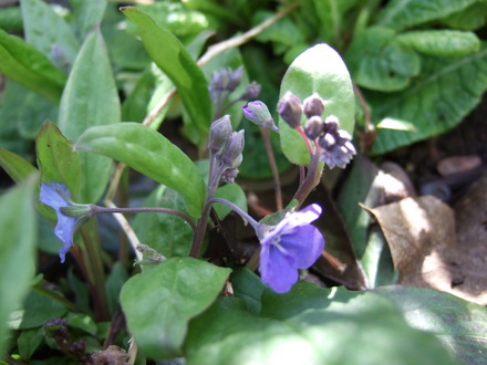 Omphalodes cappadocica 'Cherry Ingram' (Omphalodes cappadocica)