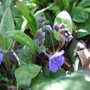 Omphalodes cappadocica