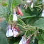 Symphytum officinale (Symphytum officinale)
