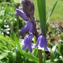 First_bluebell_2