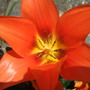 Dwarf_tulip_open