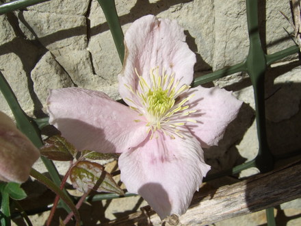 Clematis montana beginning to flower. (Clematis montana (Clematis))