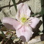 Clematis_montana_bloom