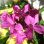 Arabis___primula