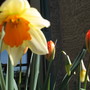 daffodil