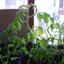 Garden_31