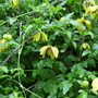 Clematis tangutica