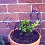 The chicken topiary