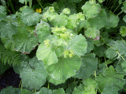 Alchemilla mollis (Alchemilla mollis)