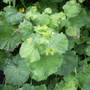 Alchemilla mollis