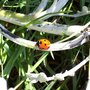 2nd Lady Bird iv seen in 2weeks :D
