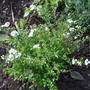 Spiraea 'Arguta' (Spiraea 'Arguta')