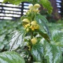 Lamium galeobdolon