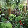 Jungle2