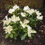 PIERIS JAPONICA "FOREST FLAME"