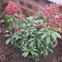 PIERIS "PASSION"