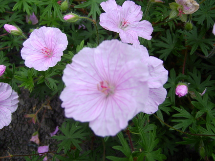 geranium sanguineum (Geranium sanguineum (Bloody cranesbill))