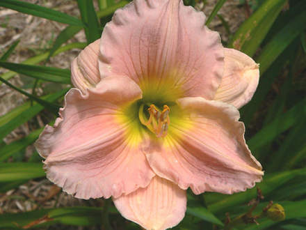 Daylily Lullaby Baby (Hemerocallis)