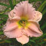 Daylily_lullaby_baby_6-28-07