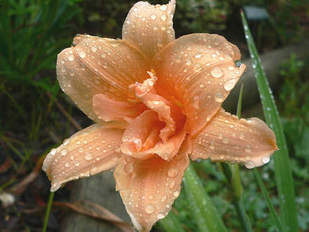 Daylily Dora's Double (Hemerocallis)