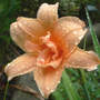 Daylily_dora_s_double_6-29-07_rain