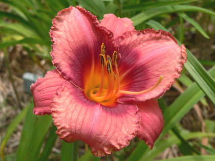 Daylily Mistaken Identity (Hemerocallis)