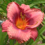 Daylily_mistaken_identity_6-28-07_sm