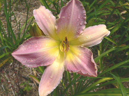 Daylily Madison County (Hemerocallis)