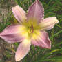 Daylily_madison_county_6-22-07