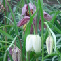 Fritillaria - March 2008 (Fritillaria meleagris (Snake's head fritillary))