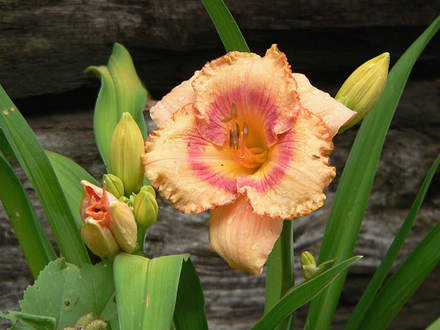 Daylily Wild Mustang (Hemerocallis)