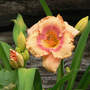 Daylily Wild Mustang (Hemerocallis)