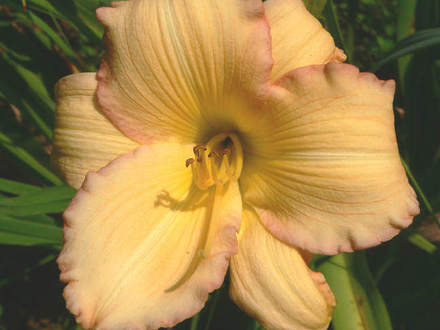 Daylily Neat Peach (Hemerocallis)