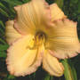 Daylily_neat_peach_6-28-06_sm