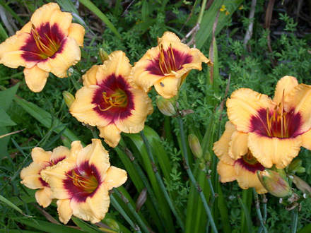 Daylily Spell Fire (Hemerocallis)