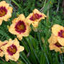 Daylily_spell_fire_7-12-05_groupgood_med