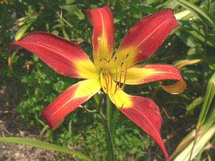 Daylily Stoplight (Hemerocallis)